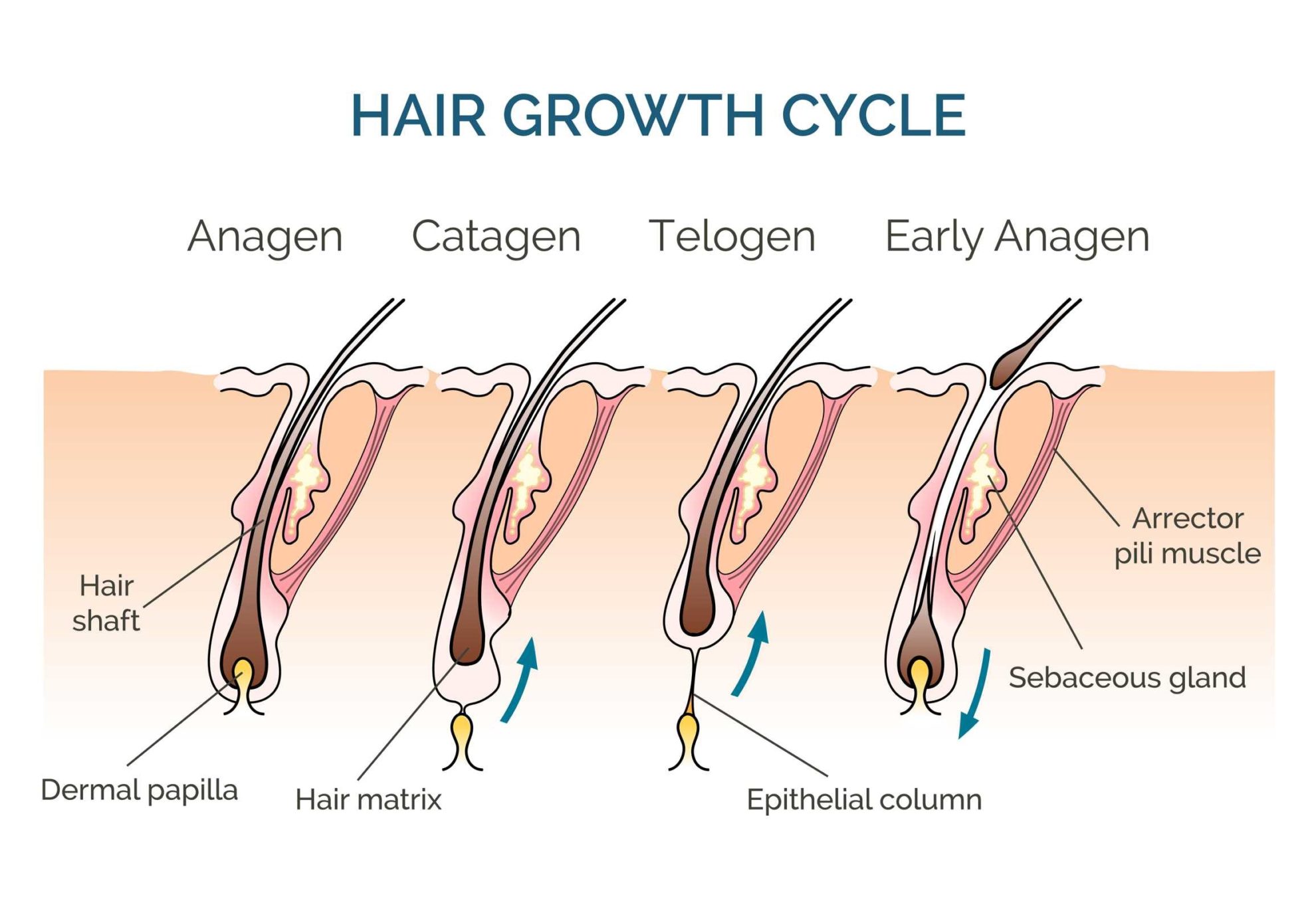 hair-growth-and-the-hair-growth-cycle-in-toronto-on